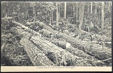 Vintage Logging Scene Postcard Forests of Washington Excelsior 1910s picture