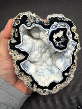 Museum Quality Tampa Bay Agatized Coral Florida botryoidal Fossil Agate Florida picture