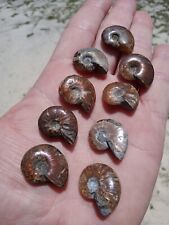 Lot of 9 small  Fossil Ammonites Beautiful Opalized Ammonites C4 picture