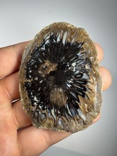 Rare Pinecone Fossil Slice Araucaria mirabilis Patagonia Argentina Plant picture