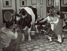 1964 Original Photo designer Jacques Esterel milks cow with kid fashion models picture