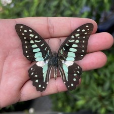 Real Blue Butterfly Specimens 4 Pcs Graphium Doson DIY Frame Collection picture