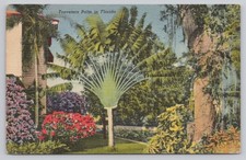 Vintage 1955 Florida Travelers Palm Curteich Linen Postcard Debary FL picture