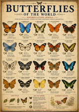 Butterflies of the World Poster 13x19 – Vintage Butterfly Species Chart Nature picture