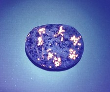 Fluorescent Sodalite -  A Bright 1.6 oz Lake Superior Yooperlite  picture