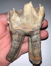 HUGE Ice Age Fossil COELODONTA Lower Molar Tooth 3.51 Inches picture