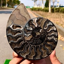 419G Rare Natural tentacle ammonite crystal  specimen mineral treatment picture