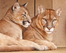 Wild Cat PUMAS Glossy 8x10 Photo Nature Print Cougar Poster picture