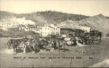 Trinidad CO Mules at Morley Mine South of Trinidad c1920s-30s Vintage Postcard picture
