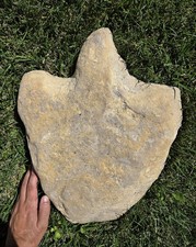 Ultra Rare Giant Acrocanthosaurus Theropod Dinosaur Fossil Footprint From Texas picture