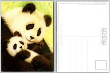 Athena International Postcard: Adorable Pandas by Jon Mac Illustration picture