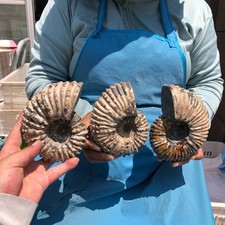 3pcs 7.15LB Natural Beautiful Ammonite Fossil Conch Crystal Specimen Healing picture