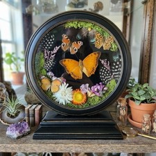 Handmade Real Butterfly Taxidermy Round Shadow Box OOAK Whimsical Cottagecore picture