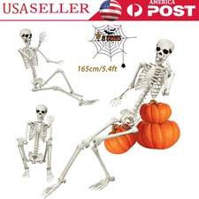 5.4ft Halloween Decoration Realistic Body Bones Posable Joints Plastic Skeleton picture