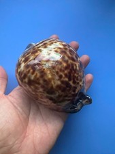 110.2mm | Cypraea Tigris | MARVEL | GIANT size | BROWN color picture