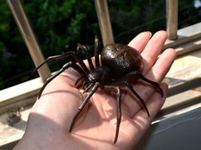 4.7 in Big Spider Silicon Bronze Statue Artwork,Bronze Decor Collection, gift picture
