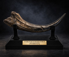 Raptor Fossil  Claw – Museum-Quality raptor claw. picture