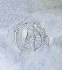 Declivolithus Trilobite Fossil Ordovician Morocco Rare Specimen picture