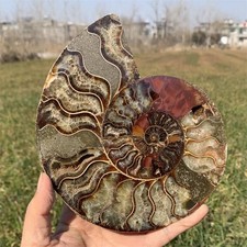 680g Natural Ammonite Fossil Quartz Crystal Specimen Reiki Healing picture