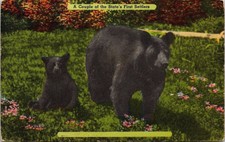 New Hampshire Bear & Cub Scenic Forest Wildlife DB Cancel WOB Postcard picture