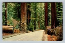 California Redwoods, Scenic Road Winding Thru the Forest Vintage Postcard picture