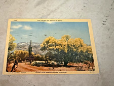 Palo Verdes & Saguaro Cactus In Bloom Arizona Postcard Posted 1950 picture