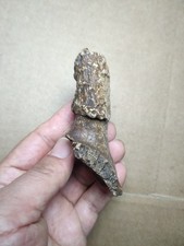 58g Beautiful Ice Age horn collection Landscape stone picture