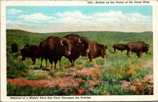 Remnant of Mighty BUFFALO HERD of the Great West animal linen Postcard picture