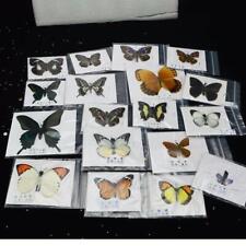 10pcs Unmounted Natural Butterfly Specimen Mixed Colorful Artwork Home Decors picture