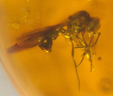 Beautiful Winged Ant with Crane Fly in Dominican Amber Fossil Los CaCaos Mines picture