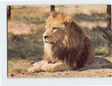 Postcard Lion On The Grass picture