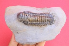 Devonian Crotalocephalina Trilobite Fossil – Authentic Morocco Specimen Fossils  picture