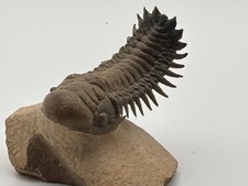 Fabulous Flying Crotalocephalus Trilobite Fossil Paleozoic Era Morocco picture