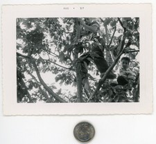 Vtg 1957 photo / BOYZ Climbing TREES - U Can Take the Monkey Out of the Jungle.. picture