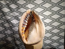 giant Queen Helmet Shell Cassis madagascariensis +9 inch Natural Seashell picture