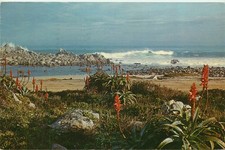 Red Aloe, Pacific Grove Shore Line, Monterey Peninsula, California Vtg Postcard picture