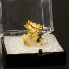 Crystallized Native Gold w/Quartz  Collector Mineral Specimen- Oriental Mine, CA picture