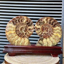 5 LB  Natural Ammonite Fossil Pair Wood Stand Specimen Halloween Table Decor picture