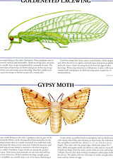 Golden-eyed Lacewing Gypsy Moth Illustration Print Poster Bug Insect Picture picture