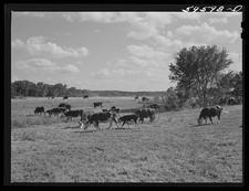 Two Rivers 1941 Hereford Cattle Herd Cows Spring Calves FSA Cooperative picture