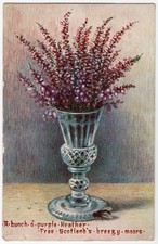 Antique 1910 Tuck's Bonnie Heather Postcard Purple Heather Flowers Scotland picture