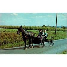 Young Amish People on Sunday Buggy Ride Pennsylvania Dutch Country Postcard PD8 picture