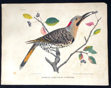 1830 Hand Colored Bird Lithograph Flicker Woodpecker JG Clonney Doughty Antique picture
