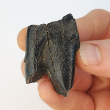 Teleoceras Fossil Tooth - Florida - Late Miocene picture