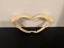 13”x7” Bull Shark jaw. Authentic And Legally Obtained. ￼ picture