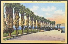 Typical Southern California Shoreline Drive Palm Trees 1940s - Postcard picture