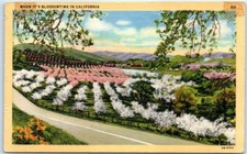 Postcard - When it's Blossomtime in California, USA picture