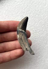 Ankylorhiza Tooth Extinct Killer Cetacean Tooth Authentic South Carolina Fossil picture