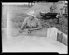 Photo:Jackson Michigan 1910s Wheat Threshing Machine Harvest Farm Worker picture