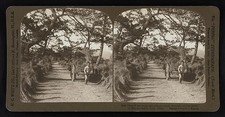 Mio-no-matsu-bara Japan 1906 Rice Field Road Stereograph Cart Path Fans picture